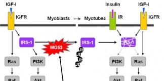 국내 연구진, 제2형 당뇨 치료 위한 새 단백질 발견