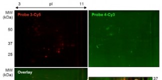 생명연-동국대 연구팀, 암 증식억제 약물 분자 규명