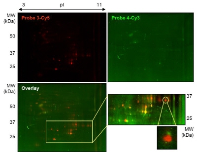 생명연-동국대 연구팀, 암 증식억제 약물 분자 규명