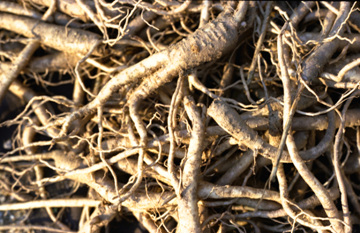 미세먼지 황사 우리 약초로 이겨내자