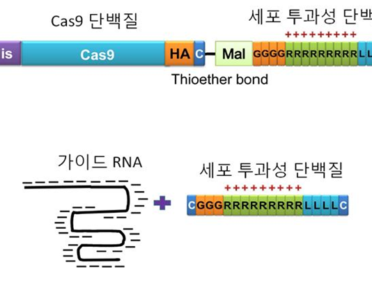 RNA 유전자 가위 이용한 유전체 교정 기법 개발