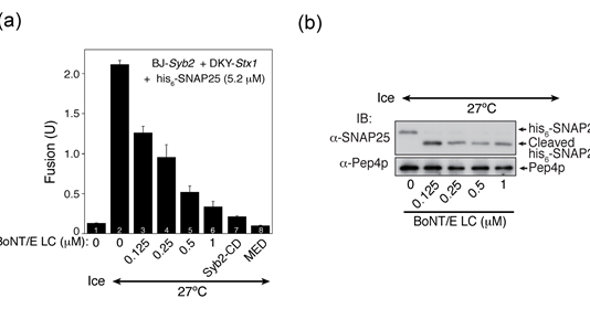 GIST, 보톡스 대체물질 개발 실마리 찾아