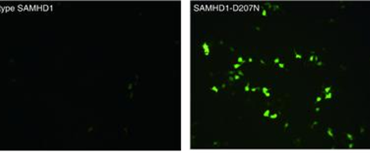 국내 연구진, 에이즈바이러스 분해효소 찾아