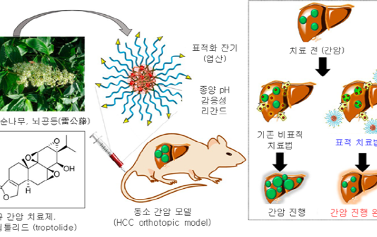 간암 세포만 선택 공격 나노미사일 개발
