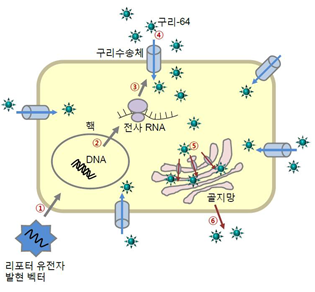 암 진단과 치료를 동시에…유전자 시스템 개발