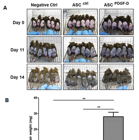지방줄기세포 이용 ‘탈모치료제 개발’ 실마리 발견