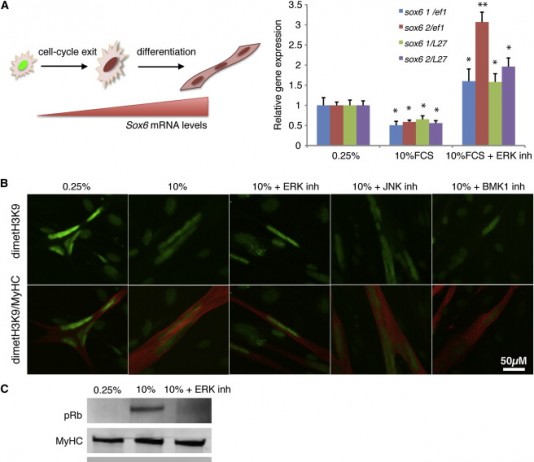 한국인 과학자 도롱뇽 재생비밀 규명…인간도?