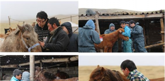 한국형 말(馬) 인플루엔자 백신 개발