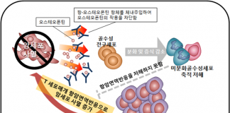 뼈 단백질 작용 차단하자 암 치료 효과 높아져