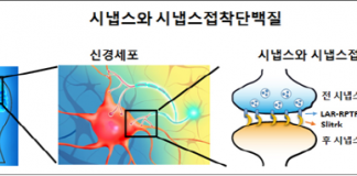 시냅스 이상 강박증 조울증 발병기전 규명