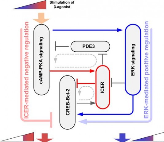 심장근육세포 삶과 죽음 근본원리 규명
