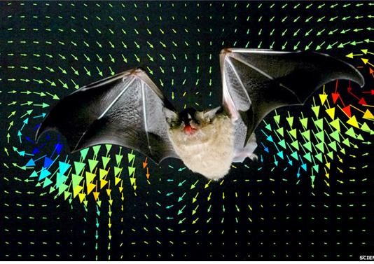 박쥐 항공역학 시스템을 전투기에