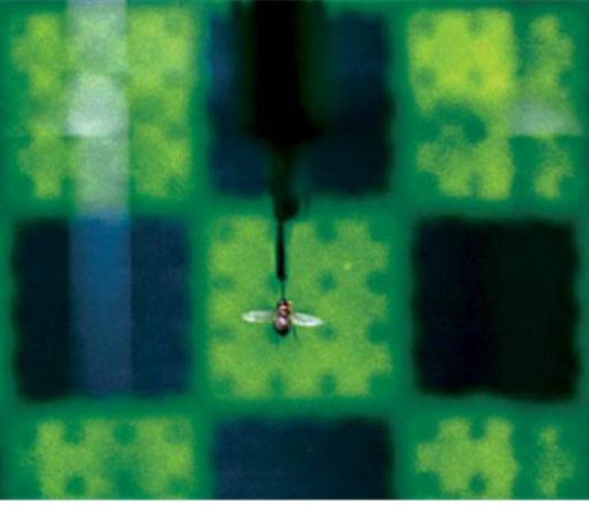 실종자 수색에 투입할 파리 로봇 개발