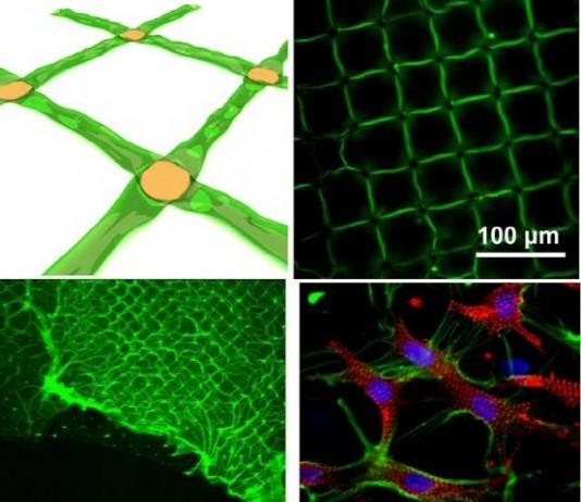 손상된 장기·피부 치료 ‘세포 스티커’ 개발