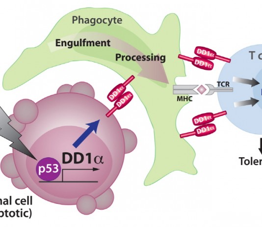 암억제유전자 p53 생체내 죽은세포 찌꺼지 제거