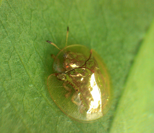 페이스북으로 만나는 세계 사진여행 2 – 인도네시아