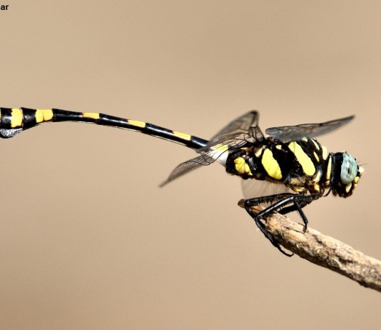 페이스북으로 만나는 해외 사진여행 5 – 인도 수디르 쿠마르