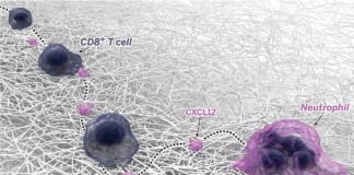 한국인 과학자들, 바이러스와 싸우는 면역반응 세계 최초 실시간 촬영