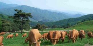 농장 먼지가 아이들 천식과 알레르기로 부터 보호