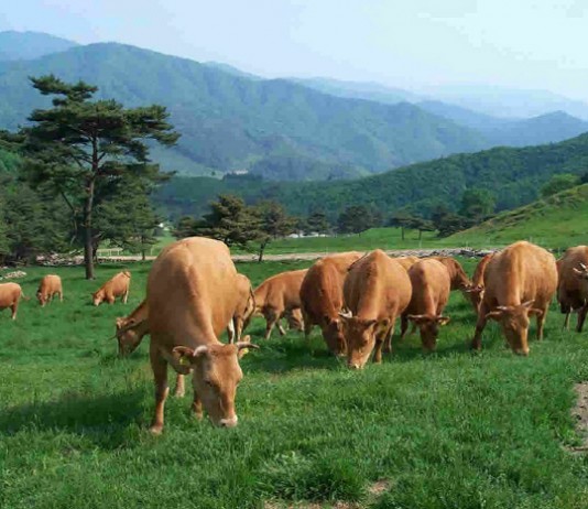 농장 먼지가 아이들 천식과 알레르기로 부터 보호