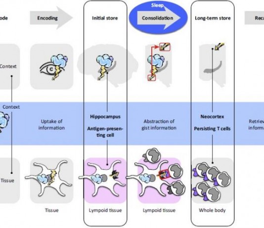 깊은 잠을 자야 기억력 좋아진다
