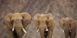 코끼리가 암에 잘 안 걸리는 비밀 풀어내