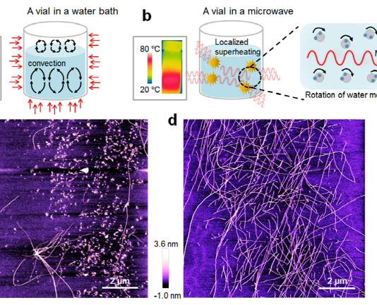 국내 연구진, 치매 원인 단백질 섬유 형성과 분자구조 제어 성공
