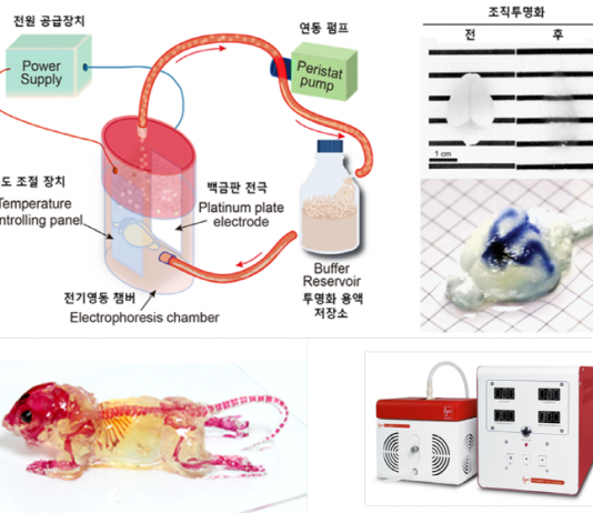 뇌발달 지도 구축을 위한 투명 3차원 진단기술 개발