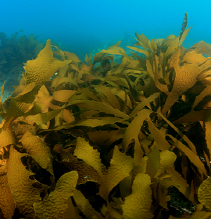 해조류 ‘감태’서 아토피 치료 새로운 해법 발견