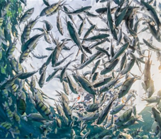 물고기들 먹이를 찾을 때 개인 활동 금지 ‘집단행동’