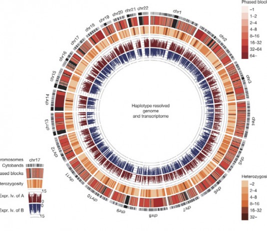 국내 연구진, 세계서 가장 정밀한 한국인 인간게놈 지도 완성
