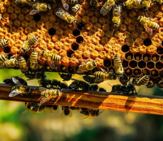 국내 연구진, 벌집 성분으로 통풍 치료 메커니즘 밝혀