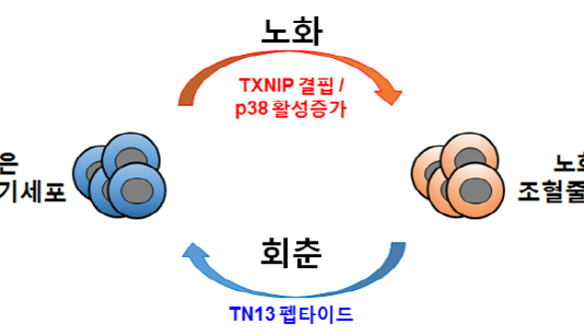 노화 조절 유전자로 젊은 조혈줄기세포 만드는 기술 개발