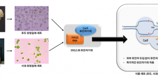 툴젠, 크리스퍼 기술 이용해 과일 유전체 교정 성공