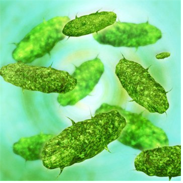 하버드대 과학자들, 장내 박테리아와 면역시스템과 대화를 엿듣다