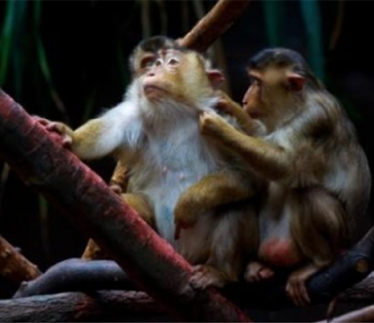 스트레스가 얼마나 무서운 것인지, 만병의 근원임을 처음으로 밝혀