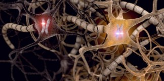 죽어가는 뇌 ‘죽음의 파동’과 임사체험