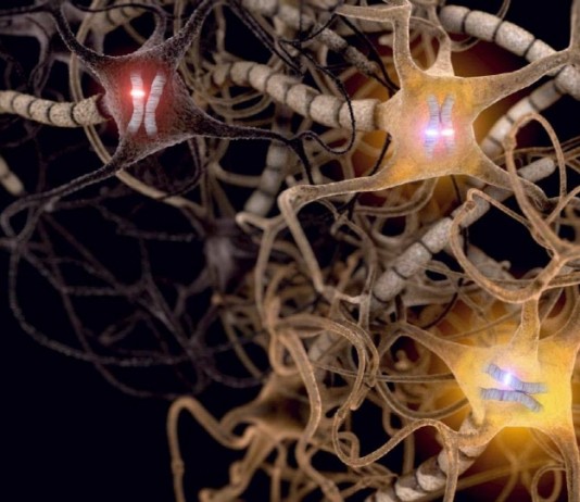 죽어가는 뇌 ‘죽음의 파동’과 임사체험