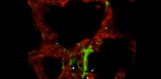 폐도 혈액과 혈소판 생산, 생물학 교과서 다시 써야