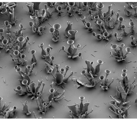 생체모방, 빛을 전달하는 광학 마이크로구조 성장 성공