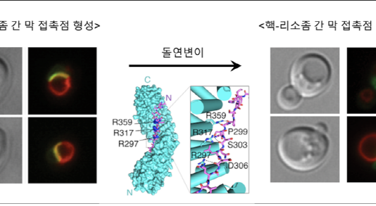 세포 물질교환 새 경로와 메커니즘 규명