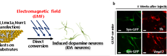 나노 일렉트로닉스로 ‘세포운명전환 기술’ 개발