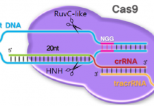 유전자 가위, “에이즈치료 인간 1·2상 시험 들어간다”