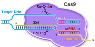 유전자 가위, “에이즈치료 인간 1·2상 시험 들어간다”