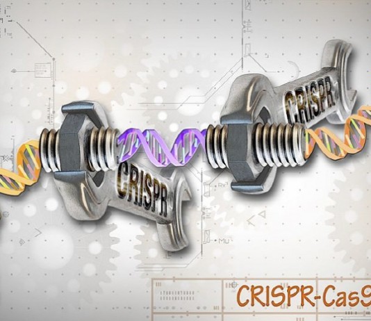 3세대 유전자가위로 인간 배아에서 돌연변이 유전자 교정 4