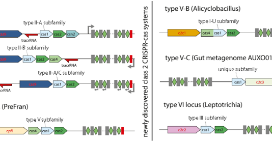 3.5세대 유전자 가위(CRISPR/Cpf1) 논문 분석 1