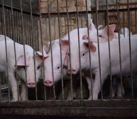 항생제가 가축을 슈퍼버그 공장으로 바꾸고 있다