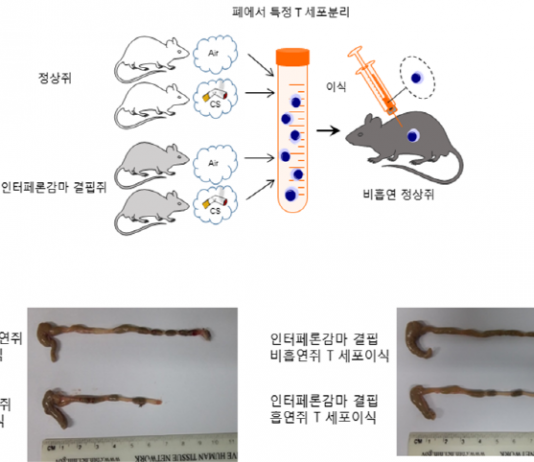 흡연 대장질환 유발…한의학 이론 분자생물학으로 증명
