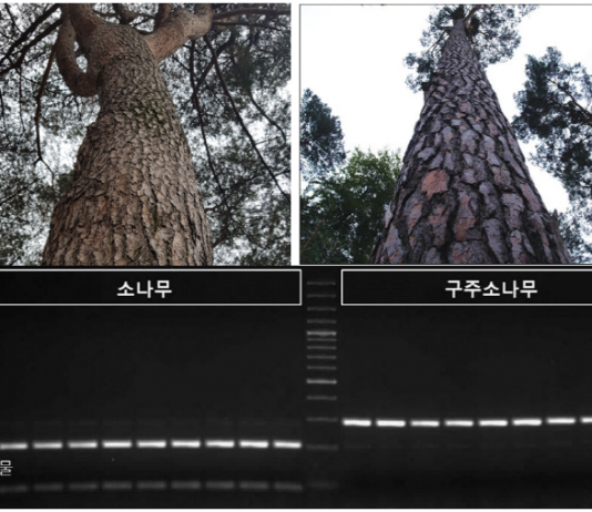 소나무 목재 ‘수종 속임’ DNA 분석으로 막는다