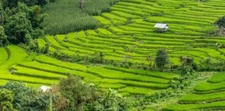 중국 농업의 거대한 실험